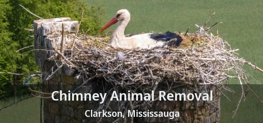 Chimney Animal Removal Clarkson, Mississauga - ON