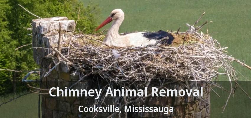 Chimney Animal Removal Cooksville, Mississauga - ON