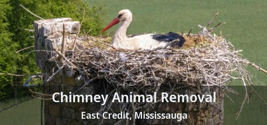 Chimney Animal Removal East Credit, Mississauga - ON