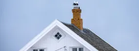 Chimney Nest Removal Port Credit, Mississauga